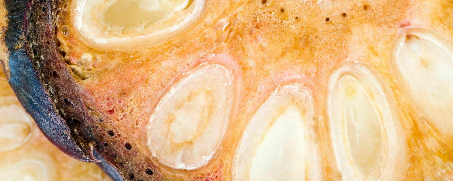 Zirben-Ernte: Hier gibt es den besten Zirbenschnaps