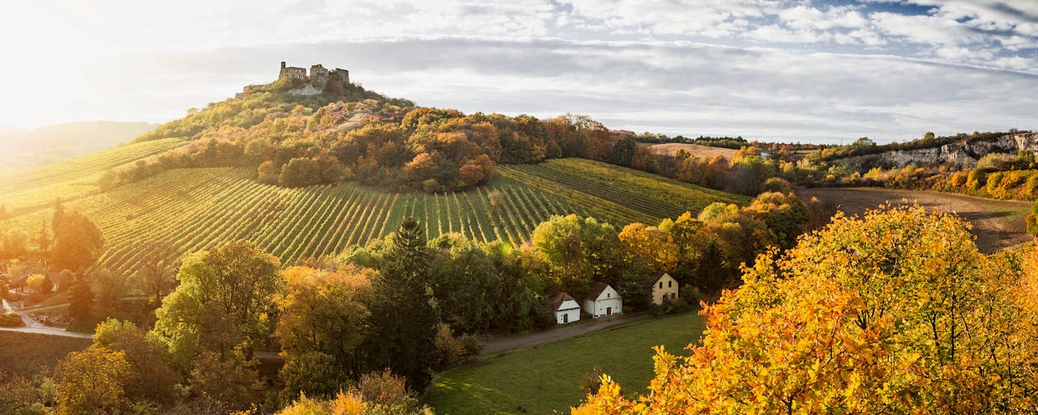 Weinberge in der Herbstsonne in Niederösterreich