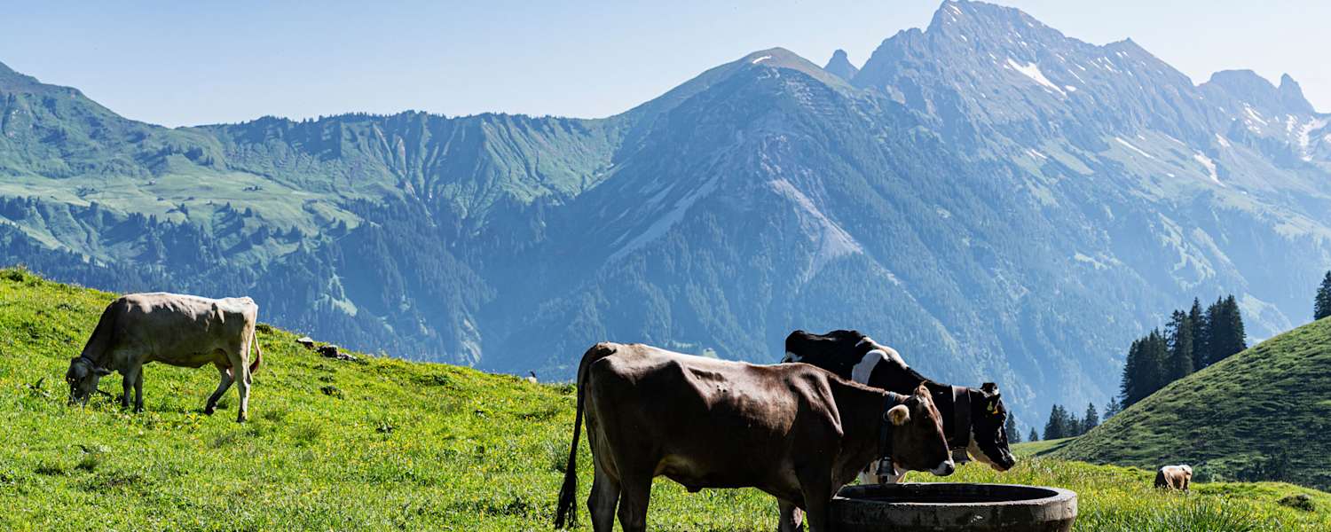 Bergwelten Wanderung Alm Alp Vorarlberg