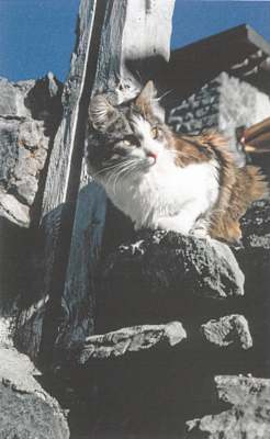 Der bergsteigende Kater Tomba