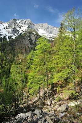 Frühling im Nationalpark Kalkalpen