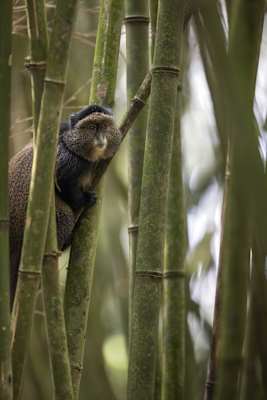 Virungas Berggorillas Reise