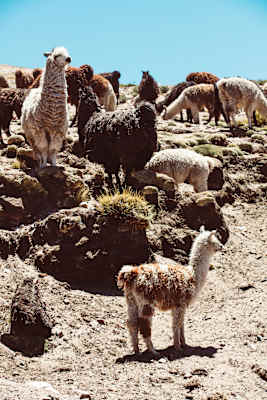 Bergwelten Argentinien