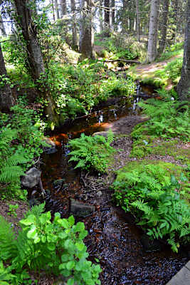 Skuleskogen Nationalpark Wandern