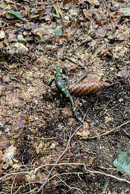 Ein Feuersalamander quert den Weg – hier halten wir gerne an