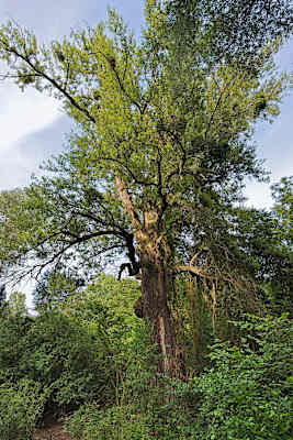 Nationalpark Donau-Auen