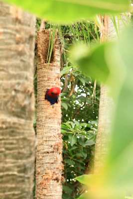 Teneriffa Teide Nationalpark