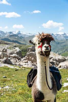 Lama beim Lama-Trekking in Salzburg