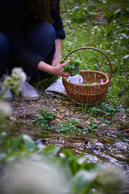 Wildkräutersammeln im Frühling