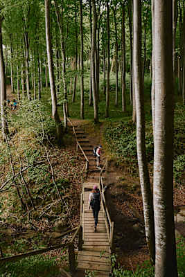 Der Wolf Trail Rügen führt unter anderem durch die uralten Buchenwälder des Nationalparks Jasmund.
