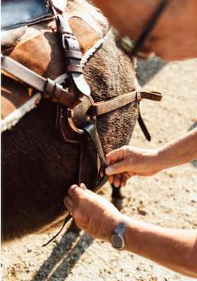 Der Esel wird für die Wanderung vorbereitet.