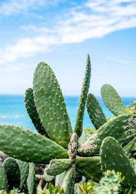 Ein typischer Feigenkaktus