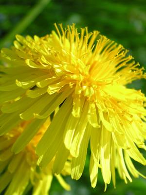 Gemeiner Löwenzahn, Korbblütengewächs. Blütezeit: April – Juni. Die sehr häufig vorkommende Pflanze wird auch „Kuhblume“ genannt. Die jungen Blätter kann man als Wildsalat zubereiten