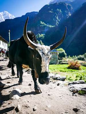 Yak in Nepal