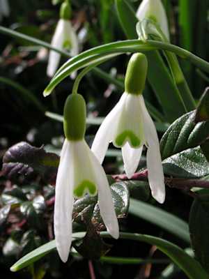 Schneeglöckchen, Amaryllisgewächs. Blütezeit: Februar – März. Ist leicht giftig, kommt eher selten vor und ist oft aus Gärten verwildert. 