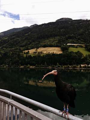 Ernst Merkinger Alpe Adria Trail