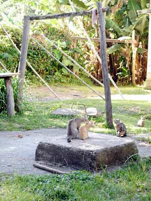 Blue Mountains Jamaika Whitfield Hall