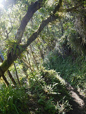 Blue Mountain Peak Trail