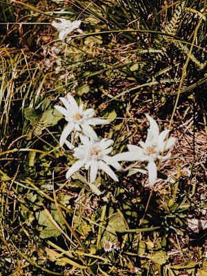 Ernst Merkinger wandert weit Dolomiten Höhenweg