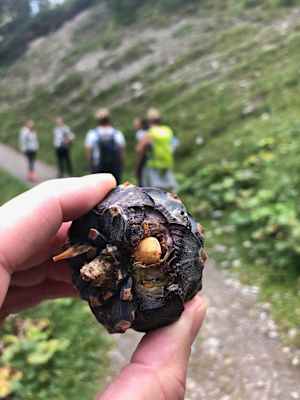 Schweizerischer Nationalpark