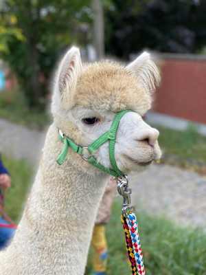 Alpaka-Wanderung in Niederösterreich