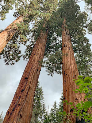 Mammutbäume Kalifornien Sierra Nevada