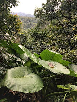 Taiwan Sandiaoling Waterfall Trail Martin Foszczynski