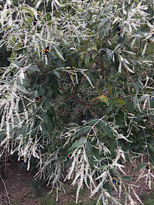 Luan Shan Forest Museum Taiwan Blog Martin Foszczynski