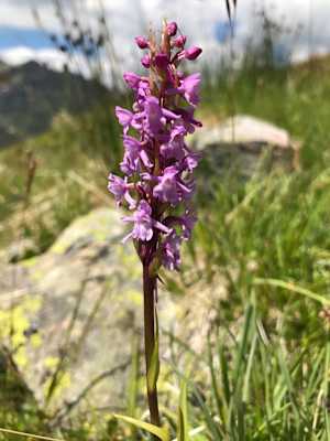 Knabenkraut - eine Orchideenart