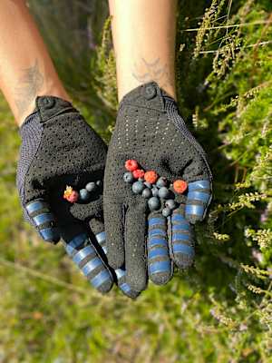 Heidelbeeren am Wegrand des Panorama-Trails in Saalbach
