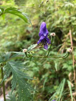 Schweizerischer Nationalpark