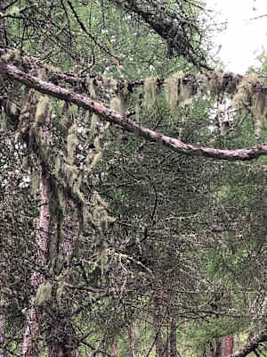 Schweizerischer Nationalpark