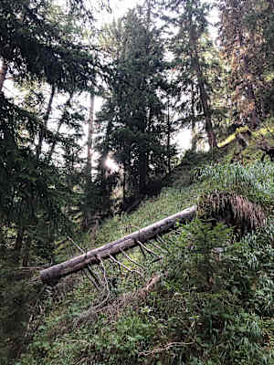 Schweizerischer Nationalpark