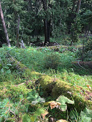 Schweizerischer Nationalpark