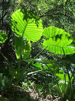 Foto-Galerie: Reise Taiwan