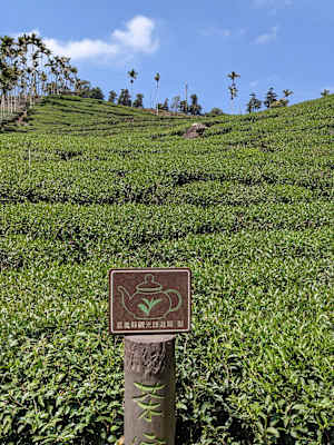 Taiwan Yushan Wandern