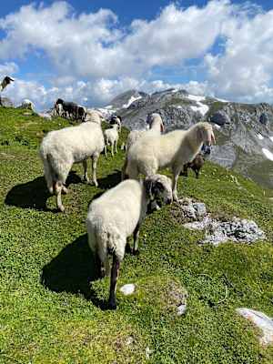 Wander-Tipp: 3-Gipfel-Tour zum Gläsernen Kreuz auf der Schartwand (2.339 m)