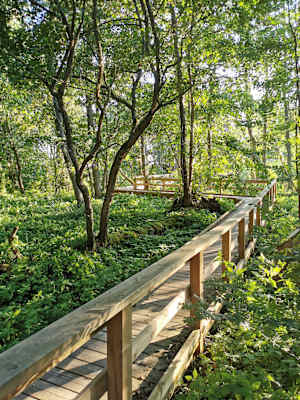 Weitwanderung Baltischer Küstenweg Wald Bergwelten