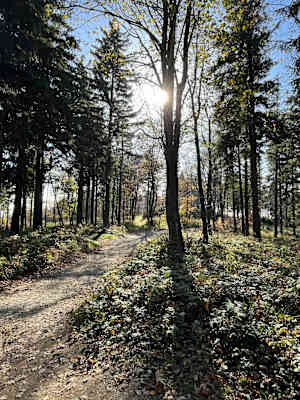 Der Weg hinauf zum Gipfel des Geschriebenstein wird von Bikern und Wanderern benutzt
