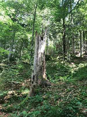 Totholz stellt Futterplatz und Wohnort für viele Waldbewohner dar.