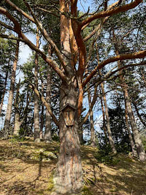 Alte, knorrige Föhren und Hecken sind charakteristisch für das Naturschutzgebiet Rosengarten bei Patsch.