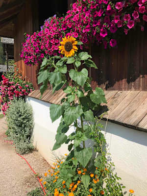 Wunderschöner Blumenschmuck zeichnet die alten Bauernhäuser aus
