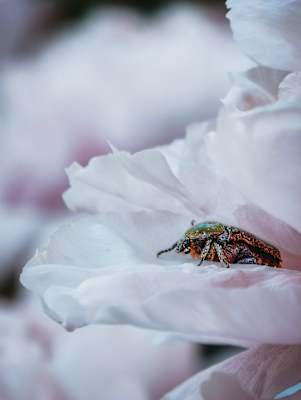 Makro Funktion, vivo x200 Pro