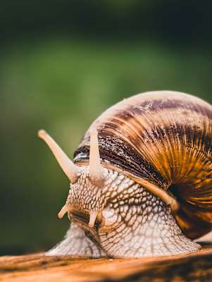 Makro Funktion, vivo x 200 Pro