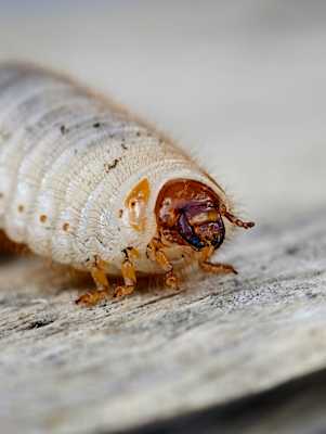 Makro Fotografie, vivo x200 Pro, raupe