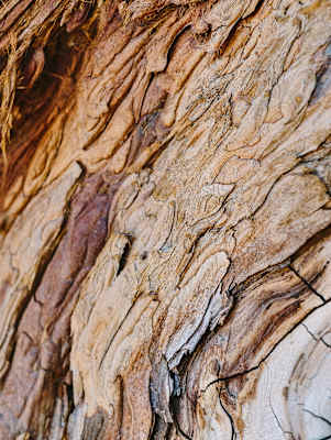 vivo X200 Pro, Makro Funktion, Baum, vivo, Bergwelten