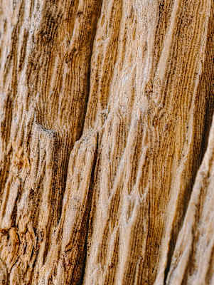 vivo X200 Pro, Makro Funktion, Details, Baum, vivo, Bergwelten, Fotografie