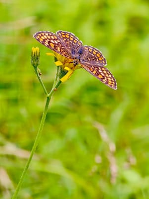 vivo X200 Pro, Bildbearbeitung, Details, vivo, Bergwelten, Fotografie, Natur