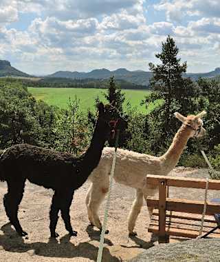 Auch die Alpakas aus Naundorf freuen sich über eine Wanderung zur Aussichtsbank in den Bärensteinen.