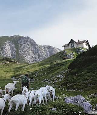 Begleitet von den Ziegen der Grabneralm auf den letzten Metern vor dem Admonter Haus.